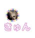 チワワの癒しスタンプ（個別スタンプ：25）
