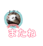 チワワの癒しスタンプ（個別スタンプ：29）