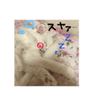ミルクさんスタンプ2（個別スタンプ：6）