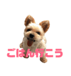可愛いミックス犬  ウメちゃんとパピんちょ（個別スタンプ：1）