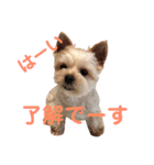 可愛いミックス犬  ウメちゃんとパピんちょ（個別スタンプ：2）