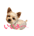 可愛いミックス犬  ウメちゃんとパピんちょ（個別スタンプ：3）