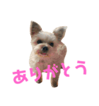 可愛いミックス犬  ウメちゃんとパピんちょ（個別スタンプ：4）
