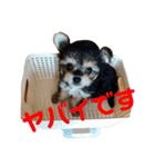 可愛いミックス犬  ウメちゃんとパピんちょ（個別スタンプ：5）