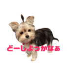 可愛いミックス犬  ウメちゃんとパピんちょ（個別スタンプ：7）