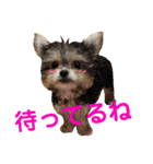 可愛いミックス犬  ウメちゃんとパピんちょ（個別スタンプ：8）