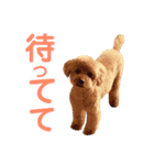 可愛いミックス犬  ウメちゃんとパピんちょ（個別スタンプ：10）