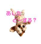 可愛いミックス犬  ウメちゃんとパピんちょ（個別スタンプ：11）