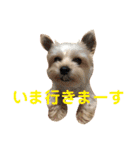 可愛いミックス犬  ウメちゃんとパピんちょ（個別スタンプ：12）