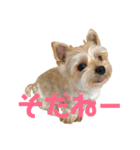 可愛いミックス犬  ウメちゃんとパピんちょ（個別スタンプ：13）