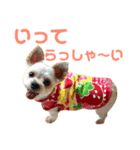 可愛いミックス犬  ウメちゃんとパピんちょ（個別スタンプ：14）