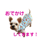 可愛いミックス犬  ウメちゃんとパピんちょ（個別スタンプ：15）