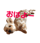 可愛いミックス犬  ウメちゃんとパピんちょ（個別スタンプ：16）
