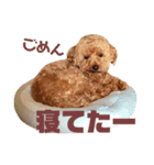 可愛いミックス犬  ウメちゃんとパピんちょ（個別スタンプ：17）