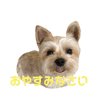 可愛いミックス犬  ウメちゃんとパピんちょ（個別スタンプ：19）