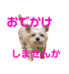可愛いミックス犬  ウメちゃんとパピんちょ（個別スタンプ：20）