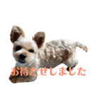 可愛いミックス犬  ウメちゃんとパピんちょ（個別スタンプ：21）