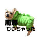 可愛いミックス犬  ウメちゃんとパピんちょ（個別スタンプ：23）
