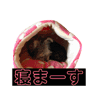 可愛いミックス犬  ウメちゃんとパピんちょ（個別スタンプ：24）