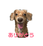元気なシェリーちゃんのごあいさつ（個別スタンプ：1）