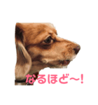 元気なシェリーちゃんのごあいさつ（個別スタンプ：2）
