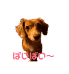 元気なシェリーちゃんのごあいさつ（個別スタンプ：5）