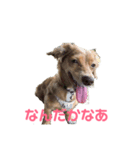 元気なシェリーちゃんのごあいさつ（個別スタンプ：6）