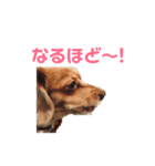 元気なシェリーちゃんのごあいさつ（個別スタンプ：8）