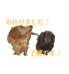 ミニチュアとカニヘン（個別スタンプ：3）