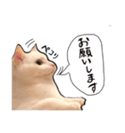 ハクのスタンプ第二弾（個別スタンプ：9）