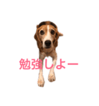 ビーグル犬［チャビ］の一日 No.2（個別スタンプ：27）