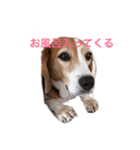 ビーグル犬［チャビ］の一日 No.2（個別スタンプ：30）