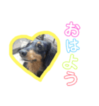 ちょこちゃーん（個別スタンプ：1）