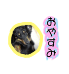 ちょこちゃーん（個別スタンプ：2）