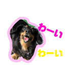 ちょこちゃーん（個別スタンプ：10）