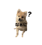 たぬ吉スタンプ（個別スタンプ：1）