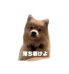 たぬ吉スタンプ（個別スタンプ：3）