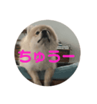 たぬ吉スタンプ（個別スタンプ：7）