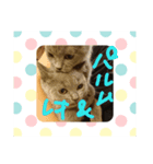ブリティッシュショートヘアレオ＆パルム3（個別スタンプ：1）