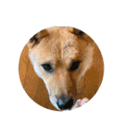 柴犬ごえもん君のスタンプセット（個別スタンプ：1）