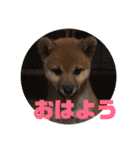 柴犬ごえもん君のスタンプセット（個別スタンプ：2）