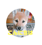 柴犬ごえもん君のスタンプセット（個別スタンプ：3）