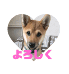 柴犬ごえもん君のスタンプセット（個別スタンプ：4）