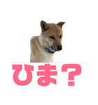 柴犬ごえもん君のスタンプセット（個別スタンプ：6）