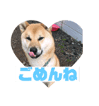 柴犬ごえもん君のスタンプセット（個別スタンプ：7）