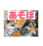 柴犬ごえもん君のスタンプセット（個別スタンプ：10）