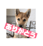 柴犬ごえもん君のスタンプセット（個別スタンプ：11）
