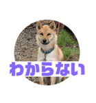 柴犬ごえもん君のスタンプセット（個別スタンプ：12）