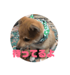 柴犬ごえもん君のスタンプセット（個別スタンプ：13）