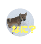 柴犬ごえもん君のスタンプセット（個別スタンプ：15）